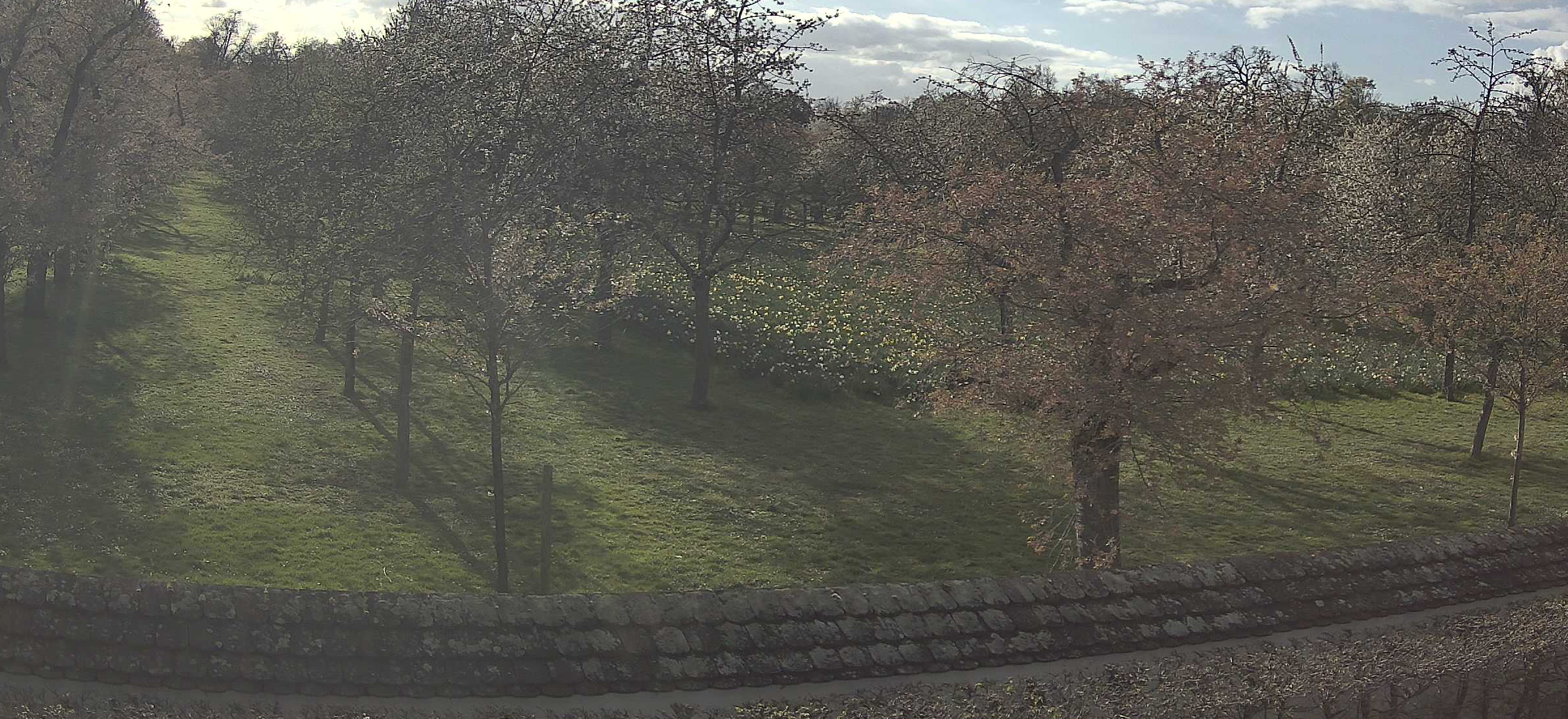 Aktueller Blühstand